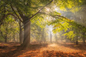 Sunlit forest by Daniela Beyer