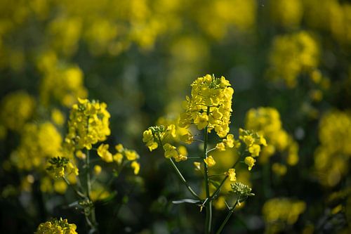 Opal Coast, Rapeseed Fields