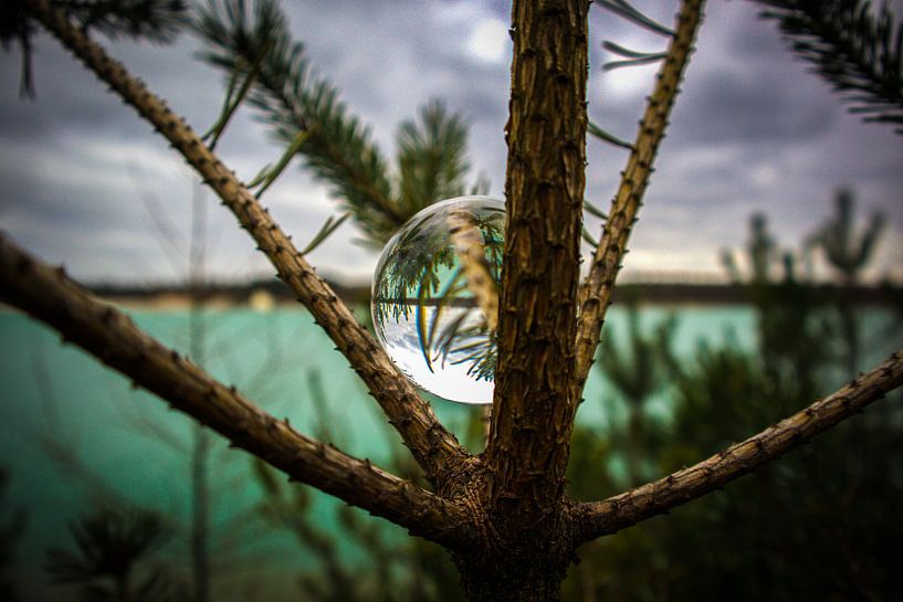 Une ampoule de verre dans un arbre par Dani Mulder