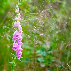 Rosa Fingerhut in der Stille von Ivonne Fuhren-van de Kerkhof