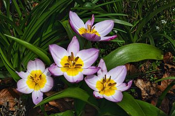 Bloeiende tulpen van Carl-Ludwig Principe