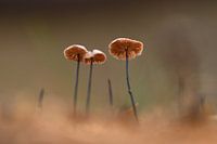 Petits champignons dans la forêt