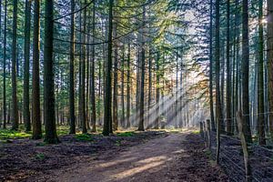 Zonnestralen op de Hoge Veluwe van Don Fonzarelli