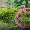 Drinkende eekhoorn / Drinking squirrel  van Anna Stelloo