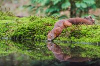 Drinkende eekhoorn / Drinking squirrel 