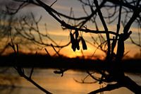 Zonsondergang met een blaadje als vlinder silhouet