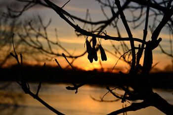 Coucher de soleil avec une feuille comme silhouette de papillon