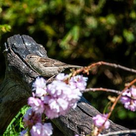 Haussperling von Hilda van den Burgt