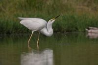 Great egret drinking