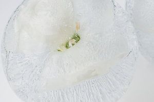 Weiße Nelke in Eis 1