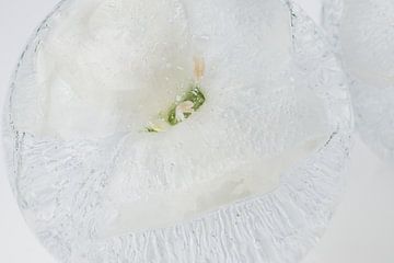 Witte kruidnagel in ijs 1 van Marc Heiligenstein