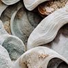 Sea Shells Detail No 4 by treechild .