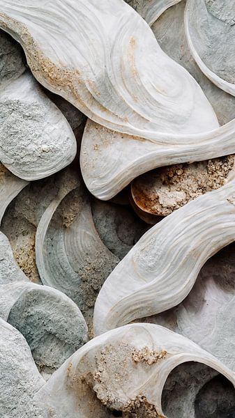 Détail des coquillages de mer No 4 par Treechild