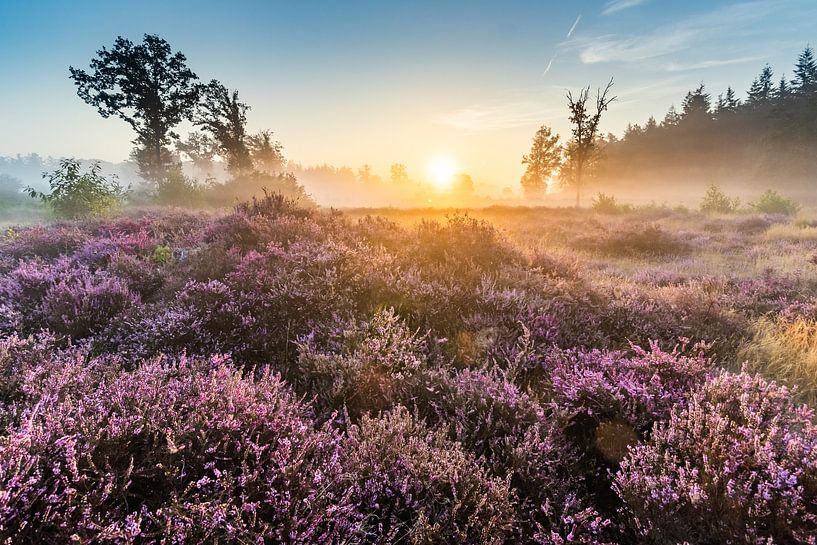 DAS VIOLETTE FELD von WILBERT HEIJKOOP photography