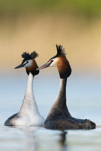 Grand grèbe huppé ( Podiceps cristatus ) en train de faire la cour, de s'accoupler, de nager en face par wunderbare Erde