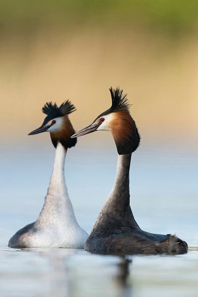 Fuut (Podiceps cristatus) in verkering, paring, zwemmen tegenover elkaar, typische kopschudden, wild van wunderbare Erde