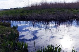 de l'eau avec des roseaux et des nuages sur joyce kool