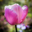 Roze Tulp van Jan de Vries thumbnail