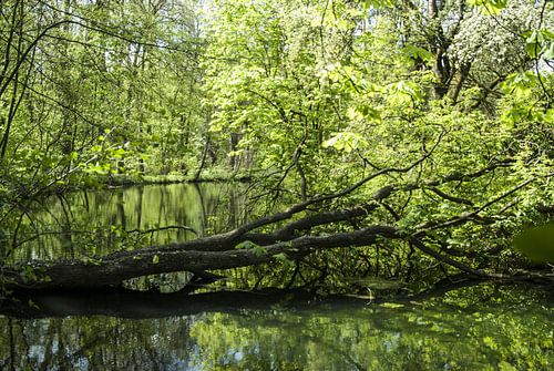 Een kleine rivier in het wilde bos