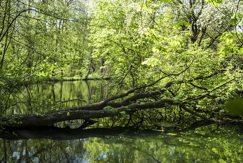 A small river in the wild forest by Norbert Sülzner