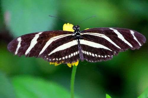 Zebra Schmetterling Nahaufnahme abstrakte Wasser Pixel