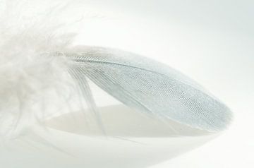 Soft feather 9 by Greetje van Son