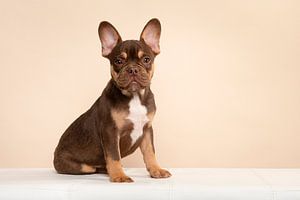 Niedliche französische Bulldogge Welpe