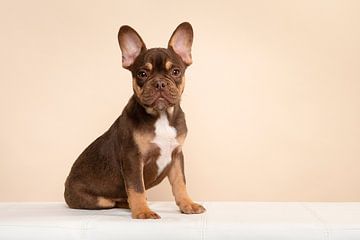 Cute french bulldog puppy by Elles Rijsdijk