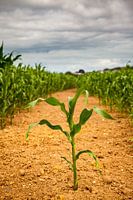 Corn going its own way