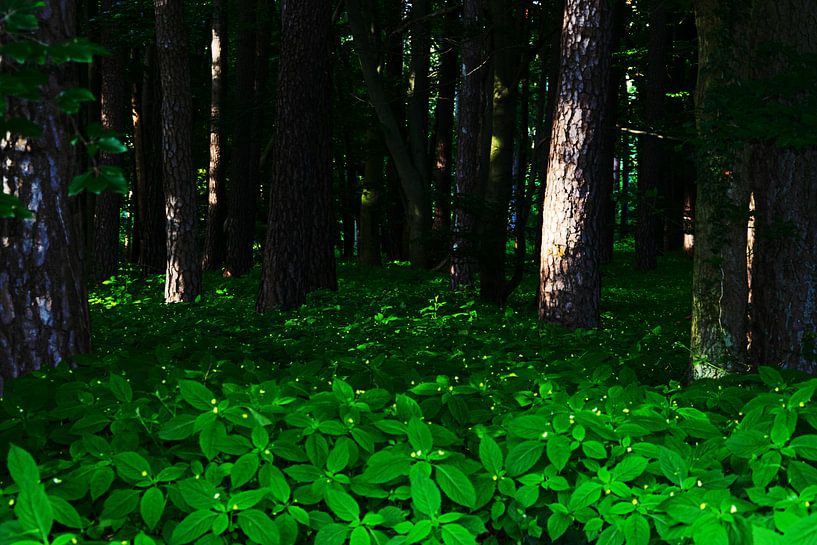 Dark Forest by RK