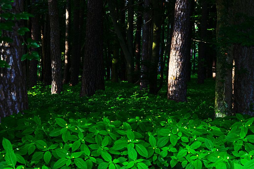 Forêt sombre par RK