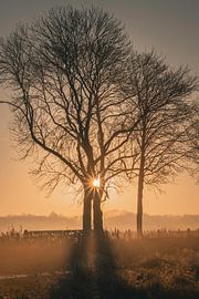 Jumeaux au soleil sur Marc Houter