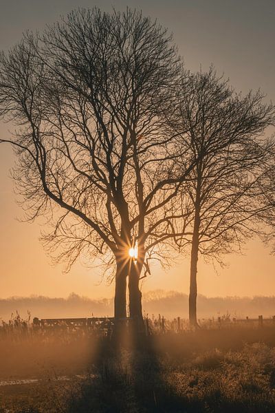 Zwillinge in der Sonne von Marc Houter