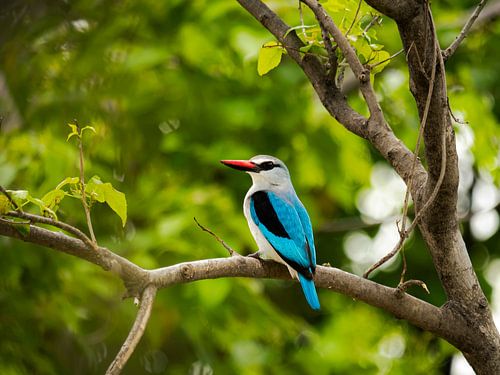 Woodland Kingfisher