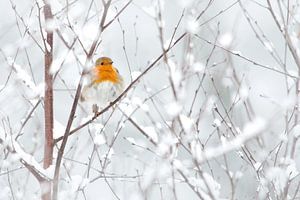 Robin dans la neige