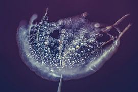 Nebel auf einem Stück Flaum von Bert Nijholt