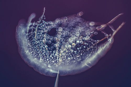 Nebel auf einem Stück Flaum von Bert Nijholt