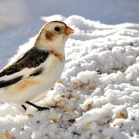 A snow bunting in winter by Claude Laprise