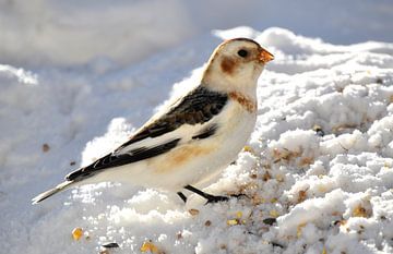 A snow bunting in winter by Claude Laprise