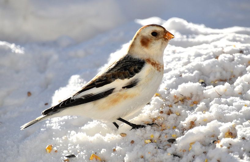 A snow bunting in winter by Claude Laprise