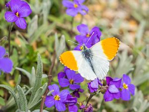 Anthocharis cardamines Aurorafalter auf einer Blume von Animaflora PicsStock