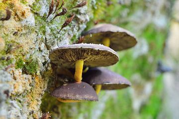 Paddenstoelen van Richella Nouwens