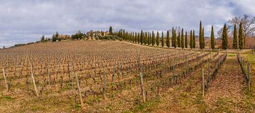 Toscaanse wijngaard in wintertijd