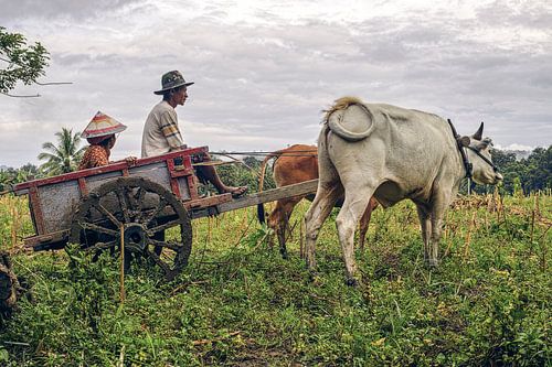 Bauernpaar mit einem Ochsenkarren