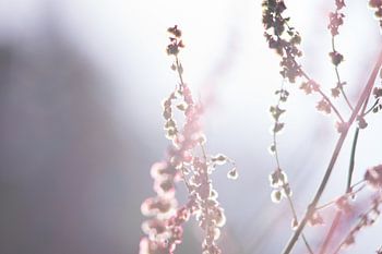 Spring blossom in vase