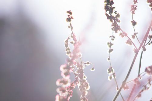 Spring blossom in vase