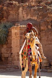 Kameel in de historische stad Petra von Kris Ronsyn