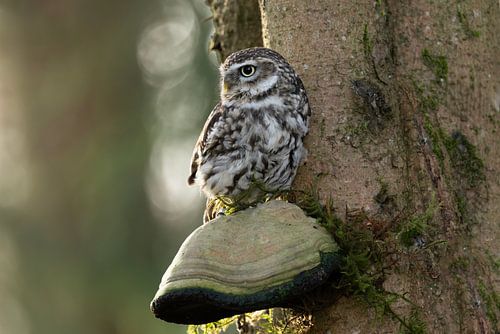 Long-eared owl in the woods