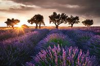 Lavendel in de Provence met mooie bomen in het lavendelveld. van Voss Fine Art Fotografie thumbnail