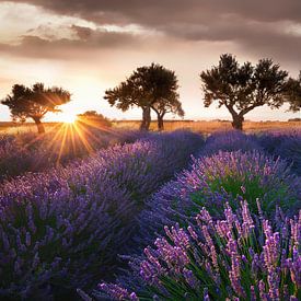 Lavender in Provence with beautiful trees in lavender field. by Voss Fine Art Fotografie